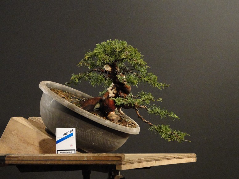 Juniperus ch. Itoigawa (new owner J.Drahorád) Itd_1810