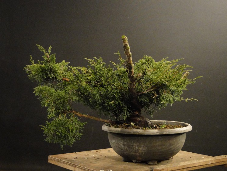 Juniperus ch. Itoigawa (new owner J.Drahorád) Itd_210