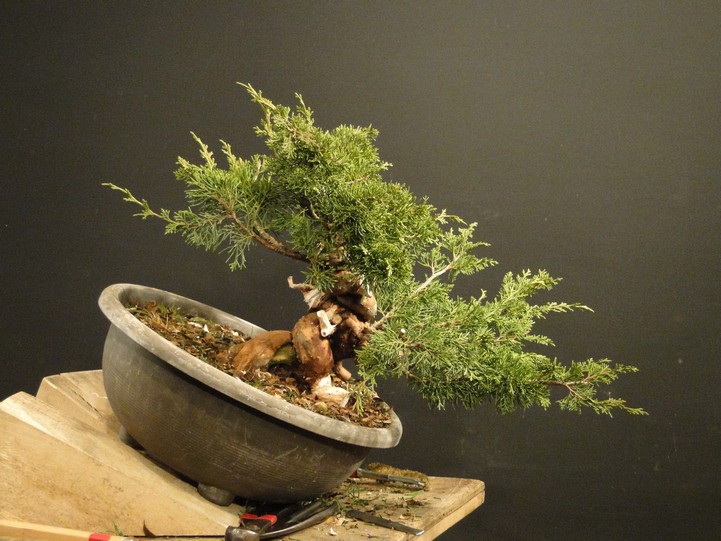  Juniperus ch. Itoigawa  (new owner J.Drahorád) Itd_710