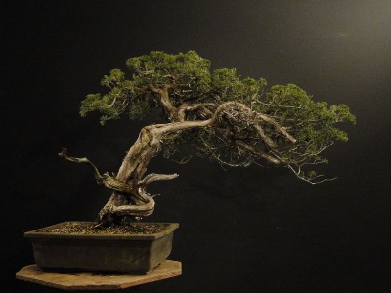 Juniperus sabina - yamadori Dynamic 2009 Jd_210