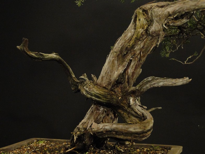 Juniperus sabina - yamadori Dynamic 2009 Jd_410