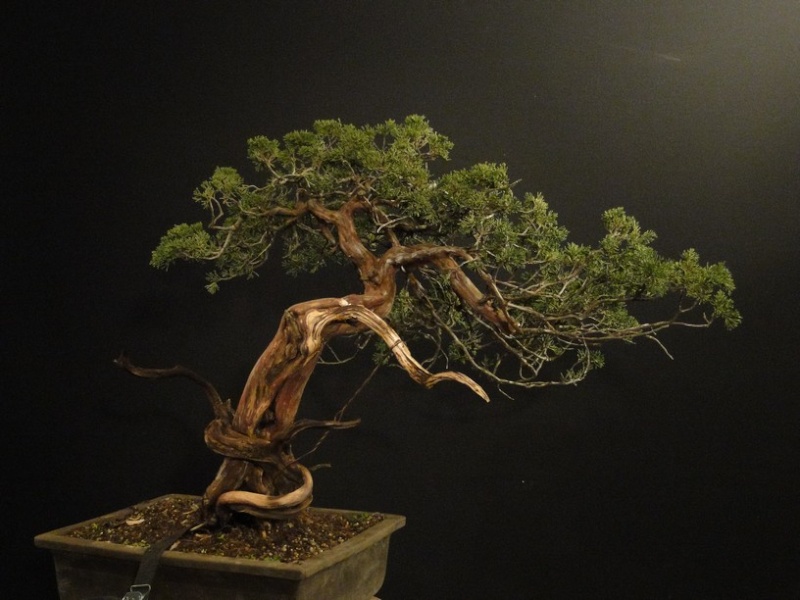 Juniperus sabina - yamadori Dynamic 2009  Jd_610