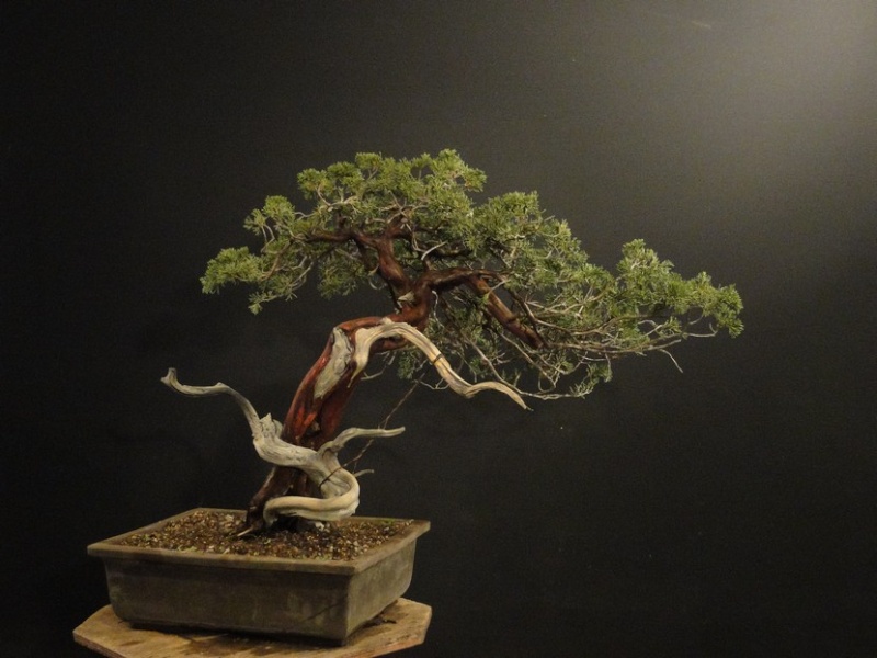 Juniperus sabina - yamadori Dynamic 2009 Jd_710