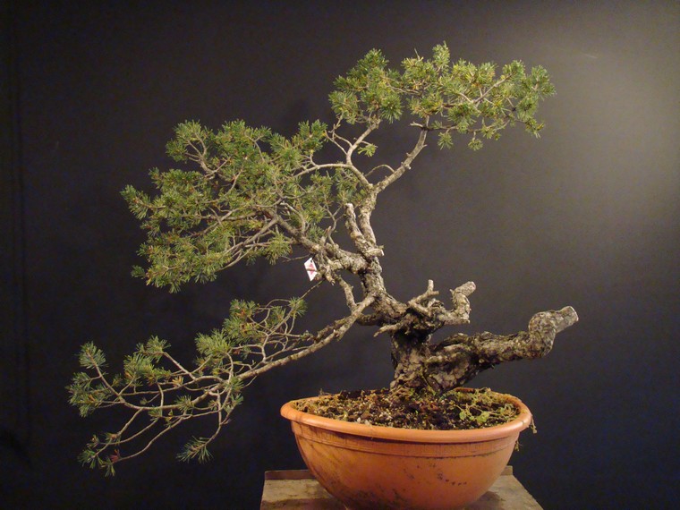 Pinus sylvestris -yamadori with jin and node - 2008 Jiuz_110