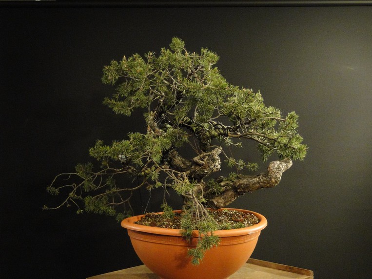 Pinus sylvestris -yamadori with jin and node - 2008 Jiuz_510