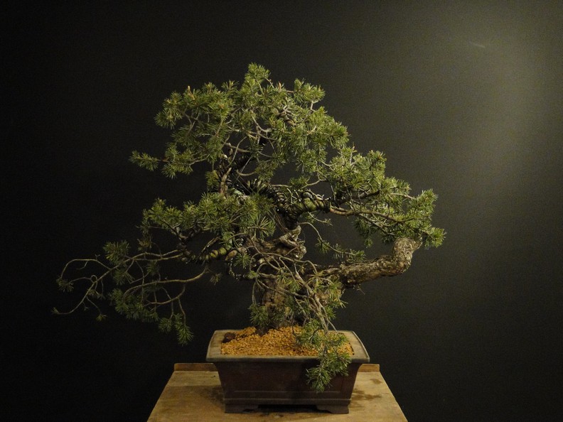Pinus sylvestris -yamadori with jin and node - 2008 Jiuz_511