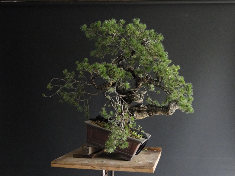 Pinus sylvestris -yamadori with jin and node - 2008 Jiuz_512
