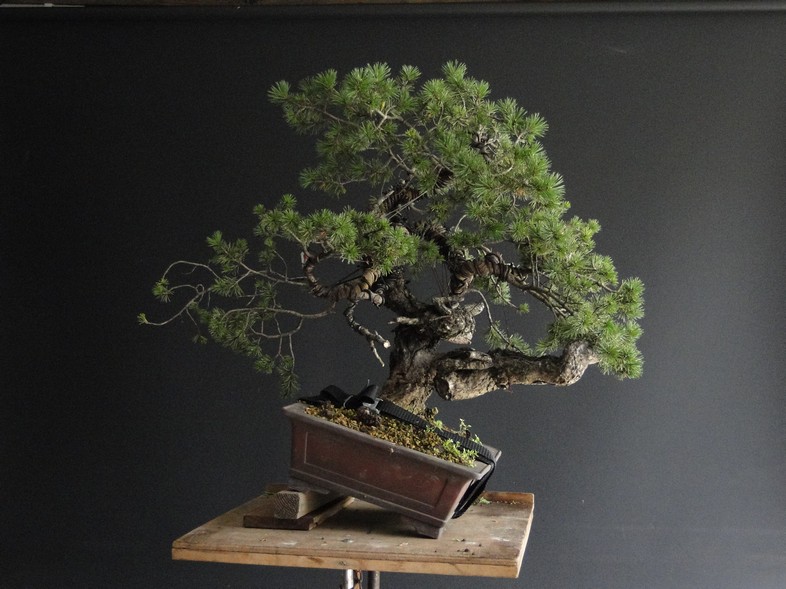 Pinus sylvestris -yamadori with jin and node - 2008 Jiuz_513