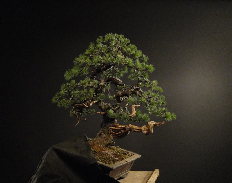 Pinus sylvestris -yamadori with jin and node - 2008 Jiuz_611