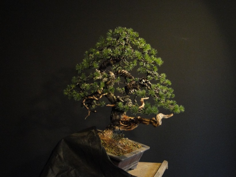 Pinus sylvestris -yamadori with jin and node - 2008 Jiuz_612