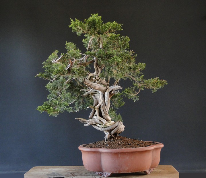 Juniperus sabina "old deadwood" -first styling 2011 (owner Mirek Š.) Jot_0010