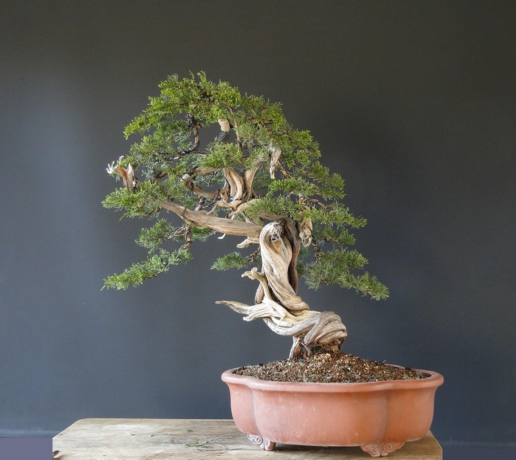 Juniperus sabina "old deadwood" -first styling 2011 (owner Mirek Š.) Jot_0011