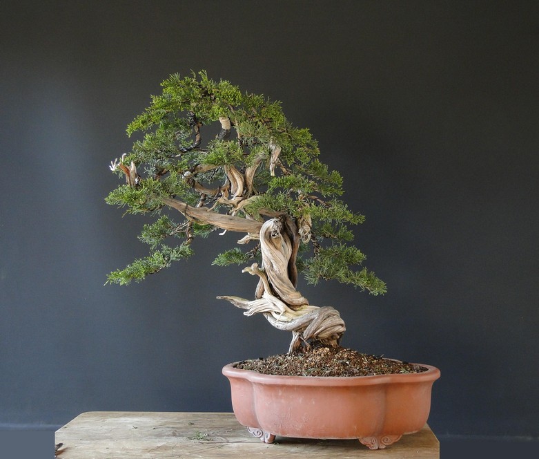 Juniperus sabina "old deadwood" -first styling 2011 (owner Mirek Š.) Jot_0012