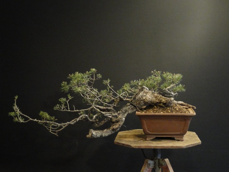 Pinus sylvestris - SEMI CASCADE Jpo_310