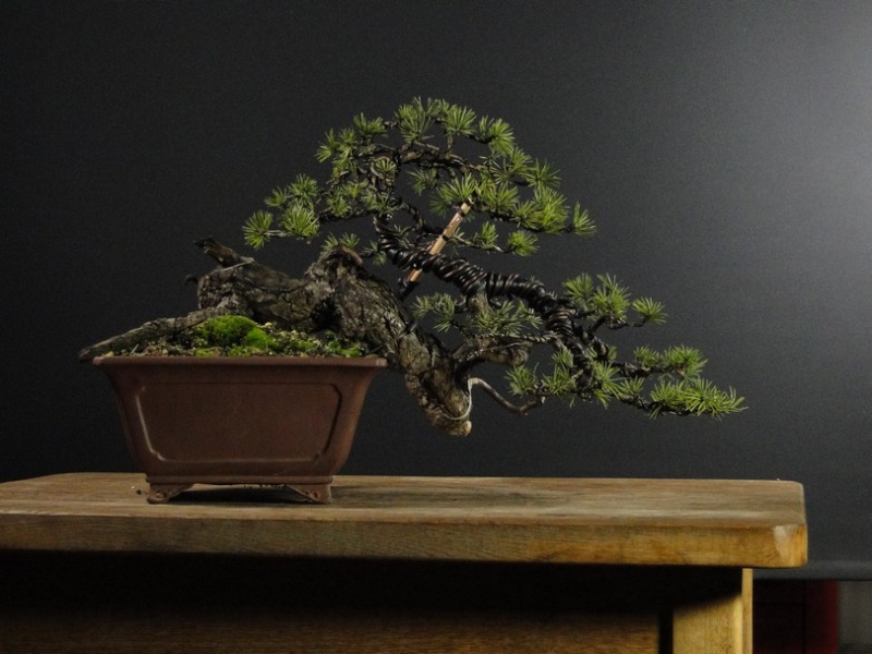 Pinus sylvestris - SEMI CASCADE Kas_710