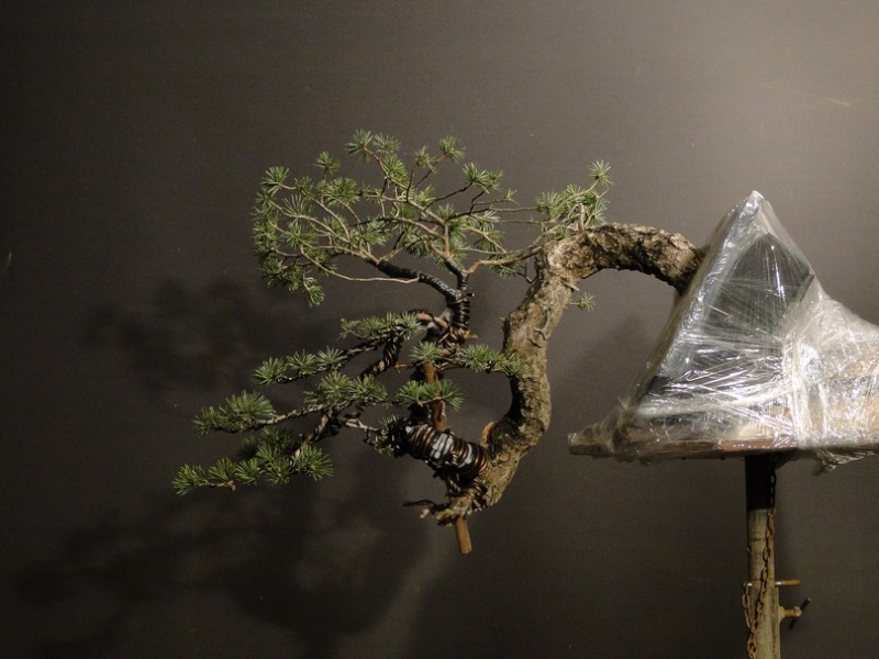 Pinus sylvestris - interesting trunk  Klk_210