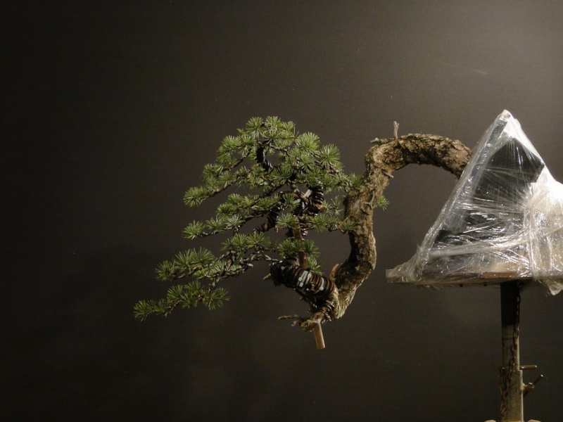 Pinus sylvestris - interesting trunk Klk_910