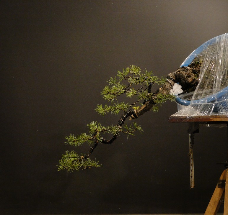 Pinus sylvestris (Owner Roman Nieslanik) - tree workshop - first styling Kni_1010