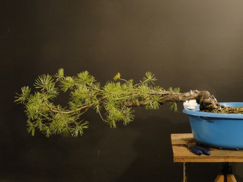 Pinus sylvestris (Owner Roman Nieslanik) - tree workshop - first styling Kni_110