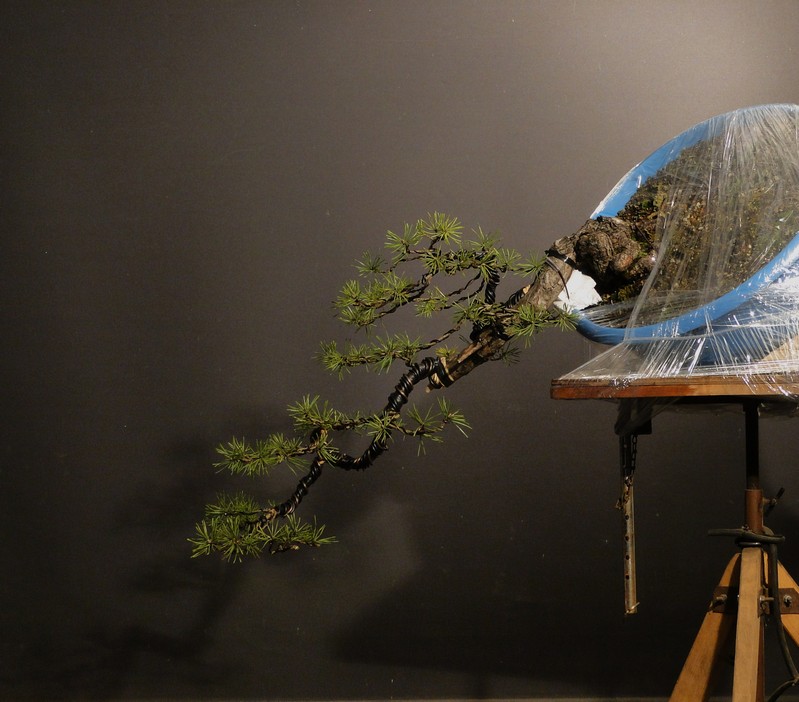 Pinus sylvestris (Owner Roman Nieslanik) - tree workshop - first styling Kni_1210