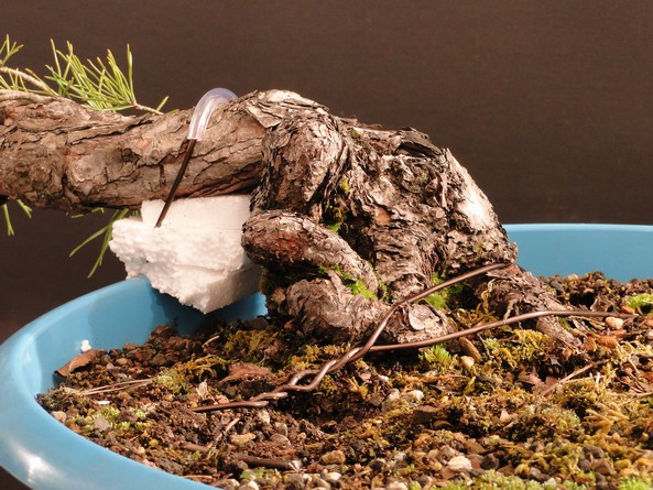 Pinus sylvestris (Owner Roman Nieslanik) - tree workshop - first styling Kni_210