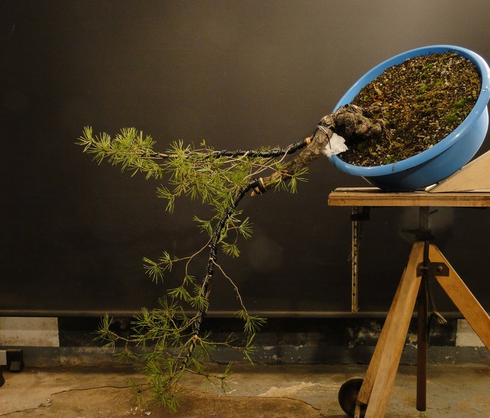 Pinus sylvestris (Owner Roman Nieslanik) - tree workshop - first styling Kni_510
