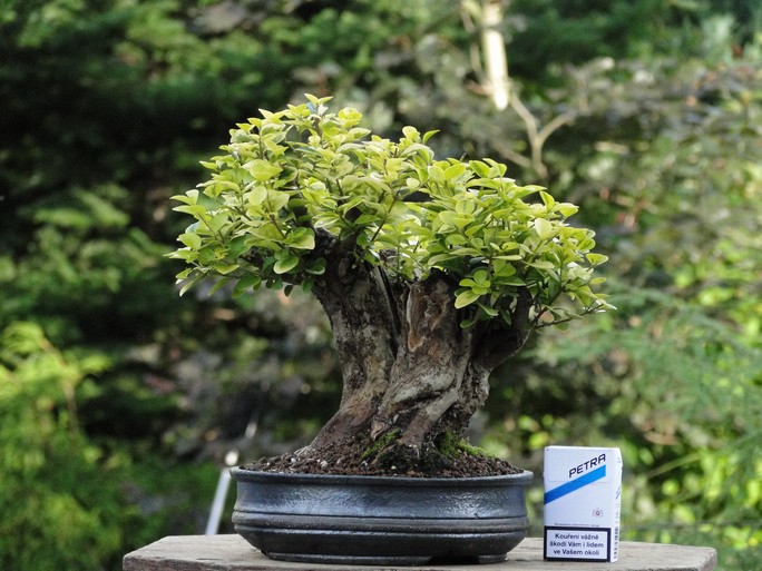 Ligustrum ovalifolium "Aureum" Lig_810