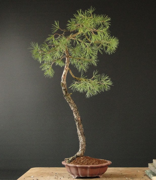 Light Pinus sylvestris - restyle 2011 Lit_110