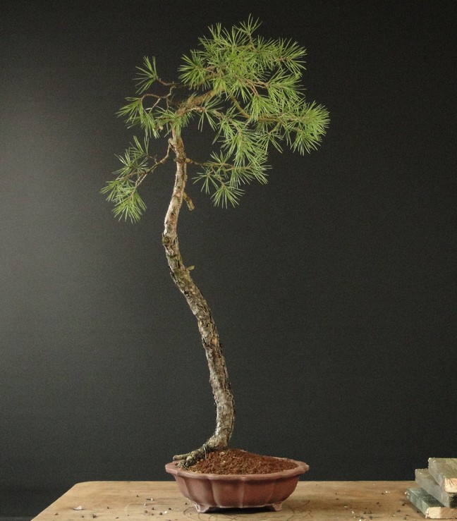 Light Pinus sylvestris - restyle 2011 Lit_210