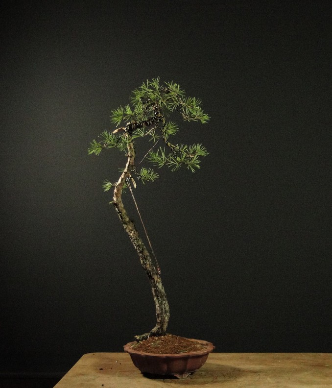 Light Pinus sylvestris - restyle 2011 Lit_710