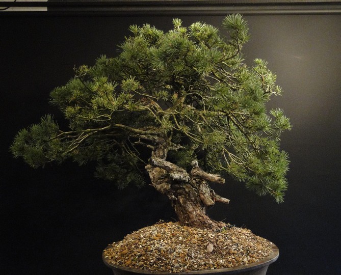 Pinus sylvestris yamadori - preparation in 2011 - first styling 2012 Ljs10