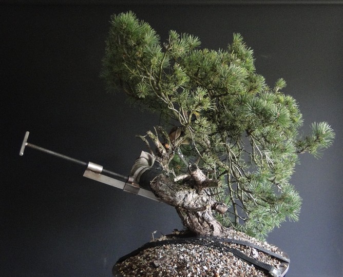 Pinus sylvestris yamadori - preparation in 2011 - first styling 2012 Ljs_210