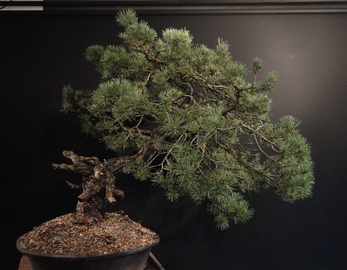 Pinus sylvestris yamadori - preparation in 2011 - first styling 2012 Ljs_410