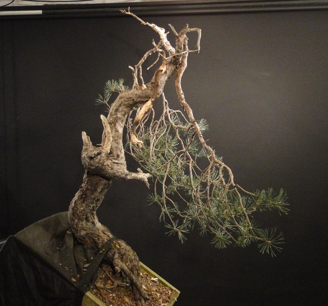 Pinus sylvestris - yamadori - owner Mirek Čech - first styling Mira_111