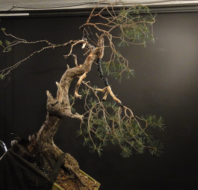 Pinus sylvestris - yamadori - owner Mirek Čech - first styling Mira_113