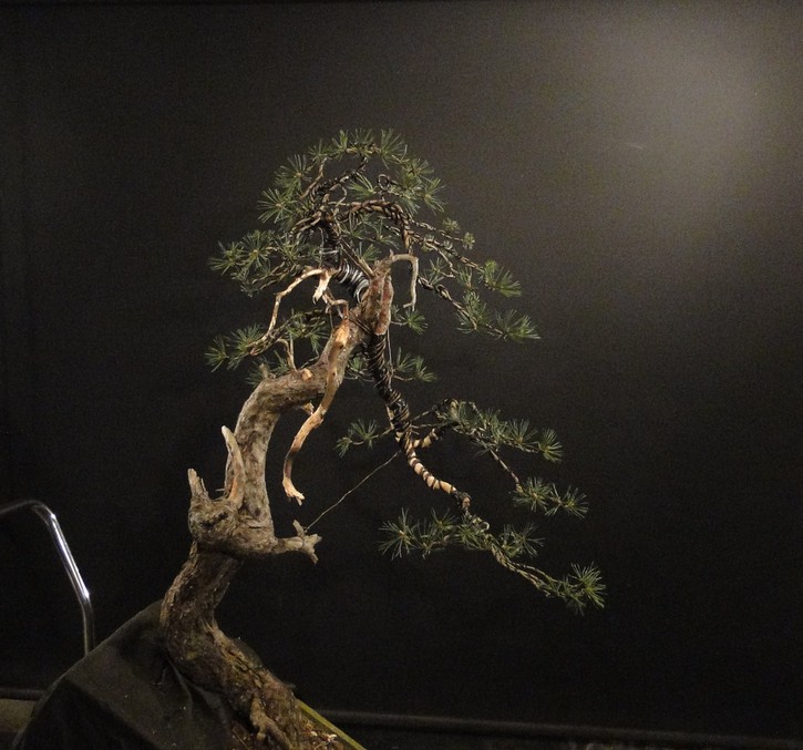 Pinus sylvestris - yamadori - owner Mirek Čech - first styling Mira_115