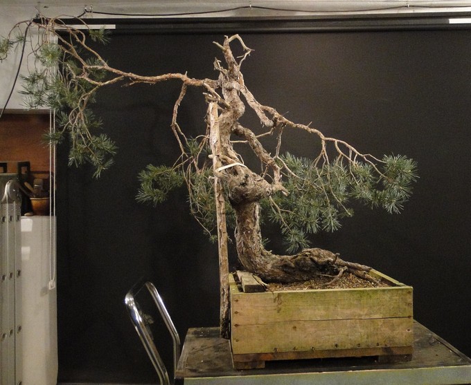 Pinus sylvestris - yamadori - owner Mirek Čech - first styling Mira_310