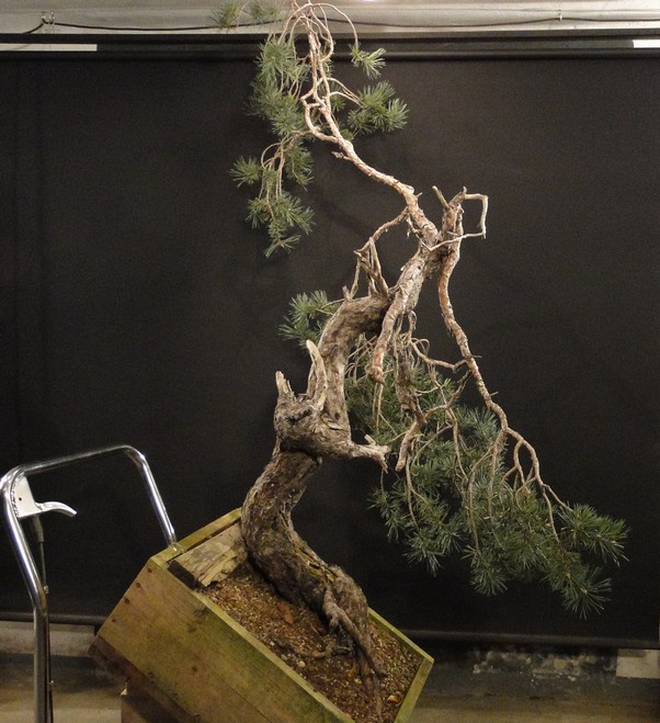 Pinus sylvestris - yamadori - owner Mirek Čech - first styling Mira_610