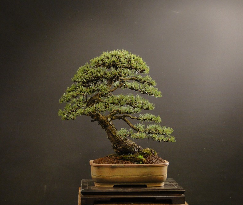 Pinus mugo 2004 - Page 3 Mra_410