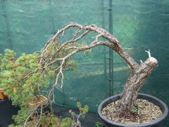 Big Pinus sylvestris Msy_110