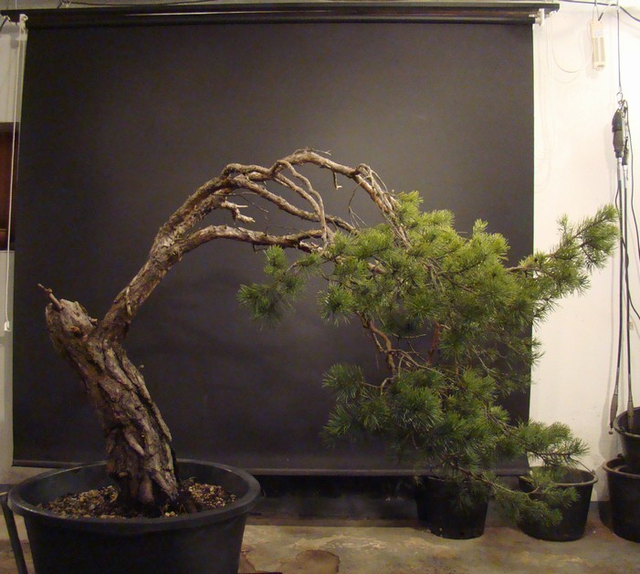 Big Pinus sylvestris Msy_210