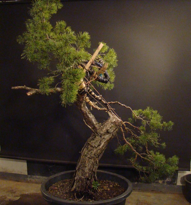 Big  Pinus sylvestris Msy_2110
