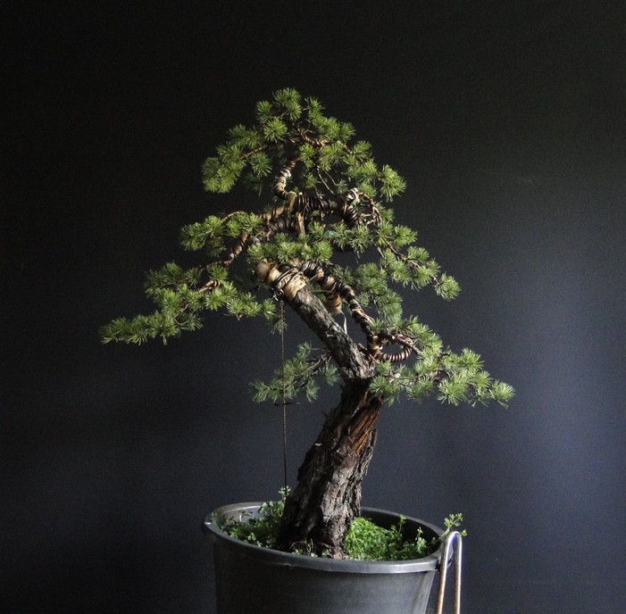 Big Pinus sylvestris Msy_4810