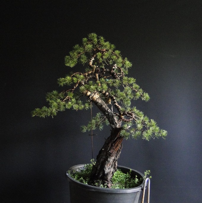 Big  Pinus sylvestris Msy_4911