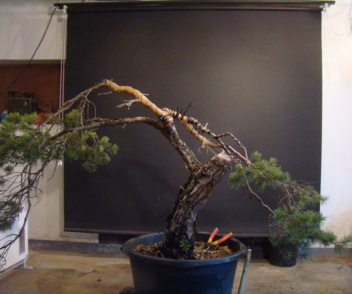 Big  Pinus sylvestris Msy_910