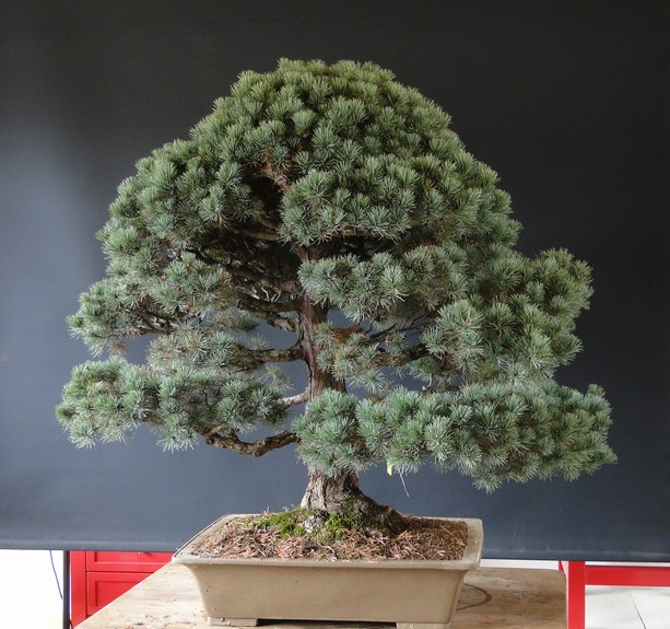 Pinus parviflora Parv_010