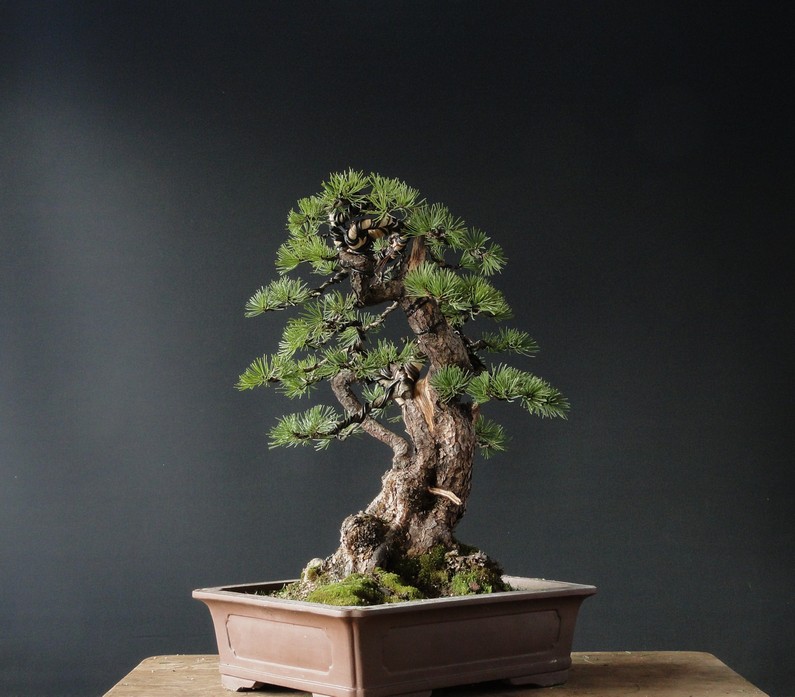 Pinus mugo yamadori 2008 " Tree under the pavement" - first styling 2012 Podfs_20