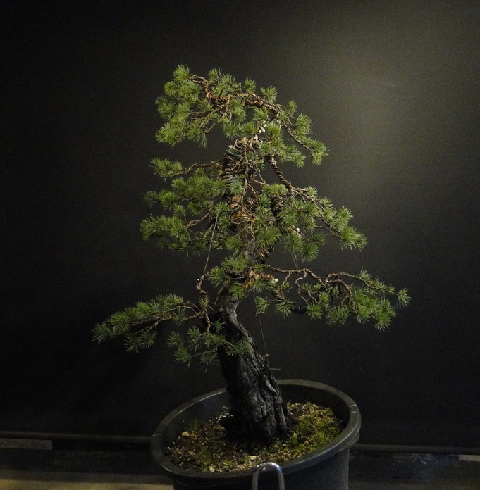 Big  Pinus sylvestris Poh_0010