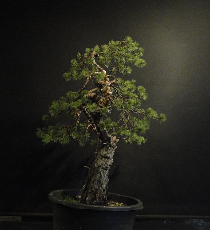 Big  Pinus sylvestris Poh_0011