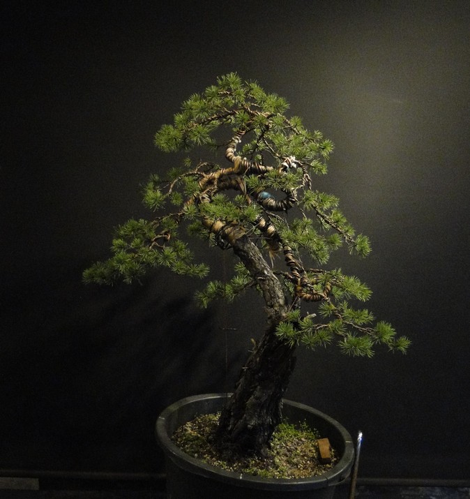Big  Pinus sylvestris Poh_0012